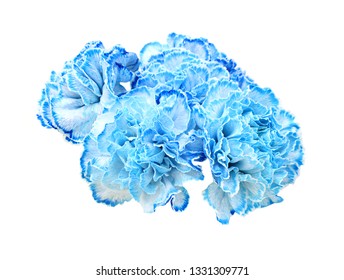 Blue Carnation Flowers Images, Stock Photos & Vectors | Shutterstock