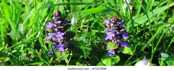 Blue Carpetweed Is Growing Between The Grass In The Meadow. Ajuga Reptans