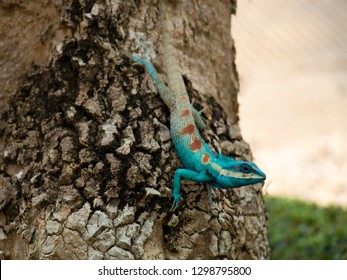 The Blue Chameleon Changing Color To Blend With Brown Of Bark Behind; Chameleon Camouflaging (soft Focus).