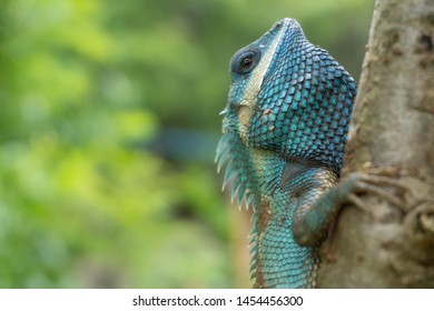 Blue Chameleon On The Tree