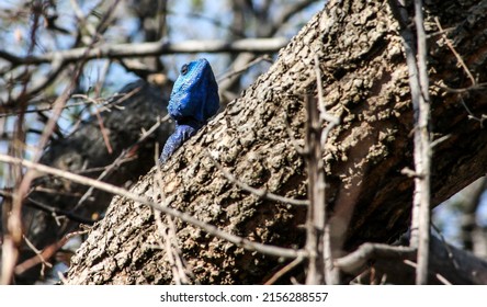 A Blue Chameleon In A Tree