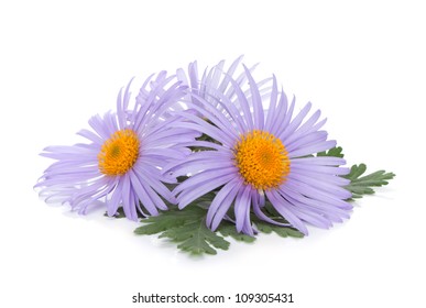 Blue Chamomile Flowers. Isolated On White Background