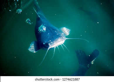 Blue Channel Catfish.