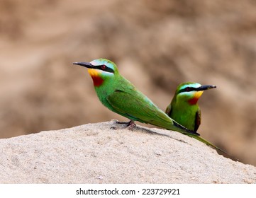 Blue Cheeked Bee Eater