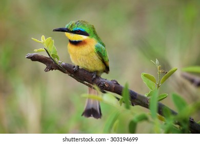 Blue Cheeked Bee Eater