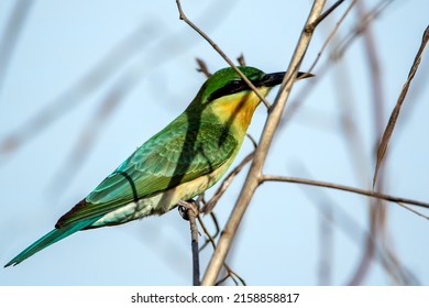 Blue Cheeked Bee Eater Asia