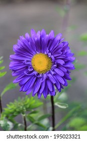 Blue China Aster 