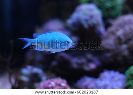 Blue Chromis