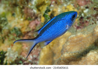 Blue Chromis (Chromis Cyanea) Jardines De La Reina, Cuba