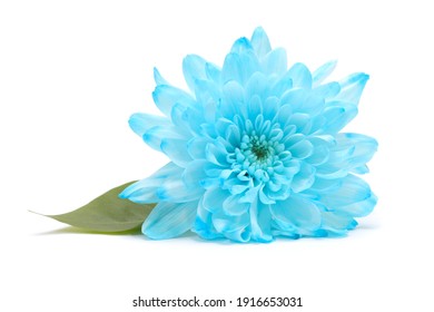 Blue Chrysanthemum Flower With Leaf On White Background.