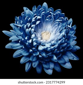 Flor azul crisantemo sobre