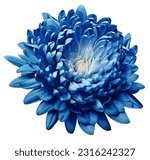 Blue  chrysanthemum flower  on white   isolated background with clipping path. Closeup.  Nature. 