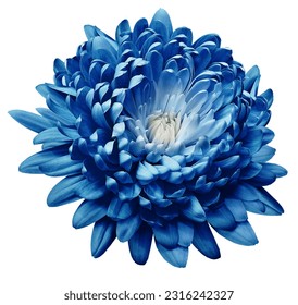 Blue  chrysanthemum flower  on white   isolated background with clipping path. Closeup.  Nature. 