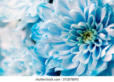 Blue Chrysanthemum Flowers Close Up