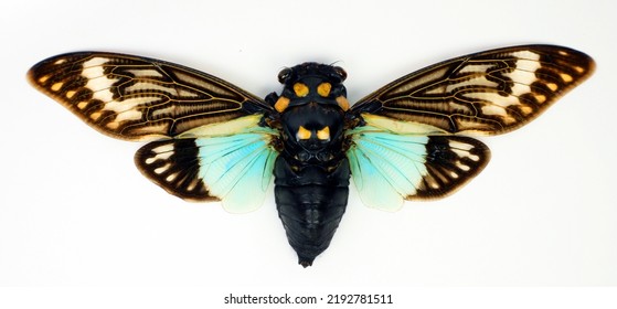 Blue Cicada Isolated On White. Colorful Cicada Tosena Splendida Macro, Collection Insects, Homoptera, Entomology, Taxidermy