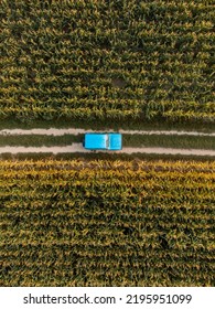 Blue Classic Off Road Car On A Road In A Middle Of Corn Field. Top View.