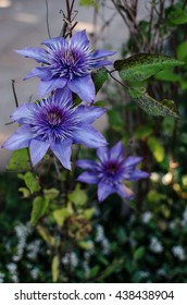 Blue Clematis