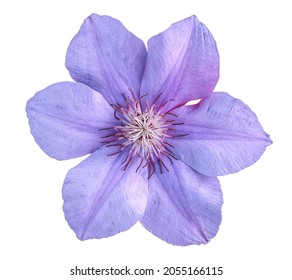 Blue clematis flowers on a white background