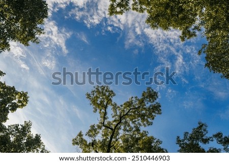 Similar – Image, Stock Photo Tree crown with fine branches against gray sky