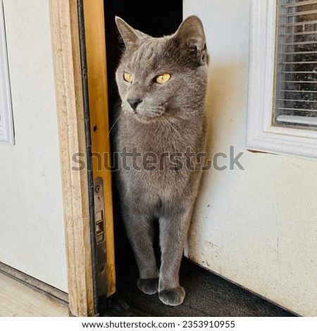 Blue coat chartreuse cat standing in a cracked doorway looking outside. Side profile head shot and front half full body.