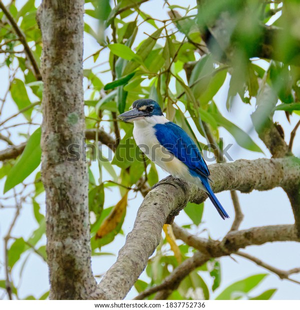 blue collared kingfisher\
perched tree