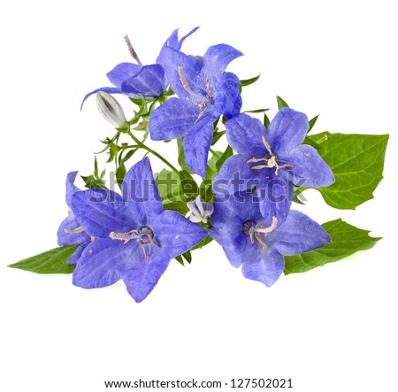 blue color campanula flowers with copyspace isolated on white background