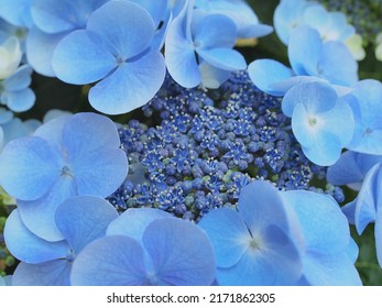 Blue Color Hydrangeas Flower , Ajisai