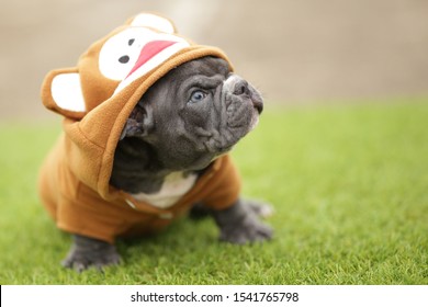 Blue Color Micro Exotic American Bully Dog Puppy With Orange Cloth On The Green Grass