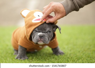 Micro American Bully Dog Images Stock Photos Vectors Shutterstock