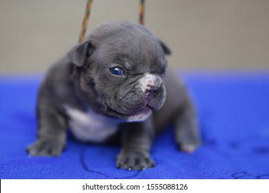 Blue Color Micro Exotic American Bully Dog Puppy On The Green Grass