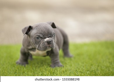 micro exotic bully puppies for sale