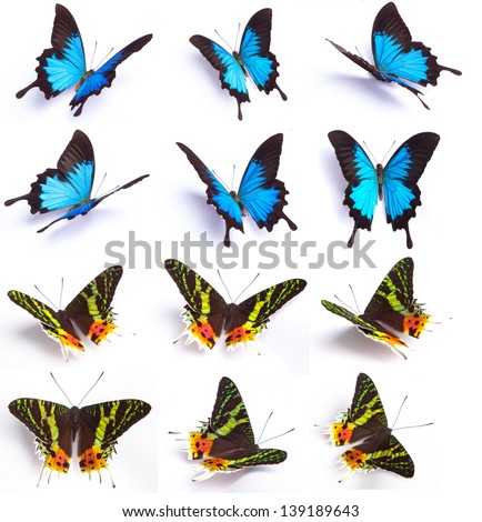 Blue and colorful butterfly isolated on white background 