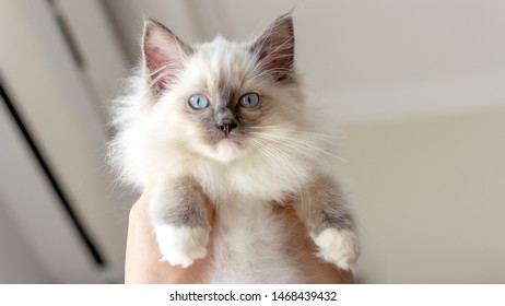 Blue colorpoint ragdoll cat being fluffed.