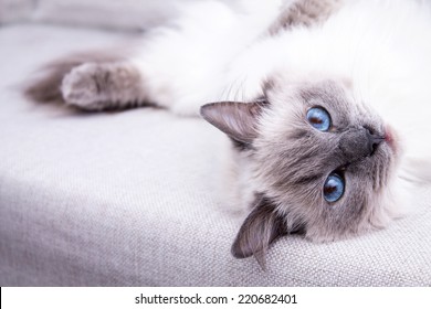 Blue colorpoint Ragdoll cat lying on the couch