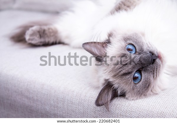 Blue Colorpoint Ragdoll Cat Lying On Stock Photo Shutterstock