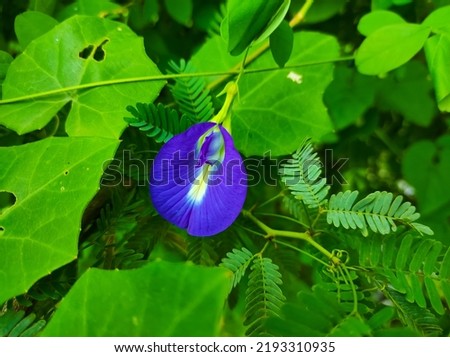 Blue Colour Aparajita Butterfly Pea Asian Pigeonwings Vishnukanta Yonipushpa Winged leaved clitoria
