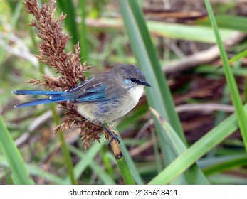 Blue coloured Fairy-wren perched on seeded reeds 