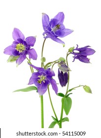 Blue  Columbine - Aquilegia Flowers Isolated