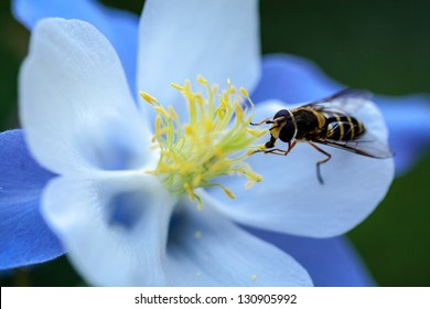 Blue Columbine wildflower close up with a bee pollinating the flower - Powered by Shutterstock