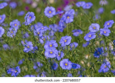 Blue Common Flax Flowers In A Garden At Summer