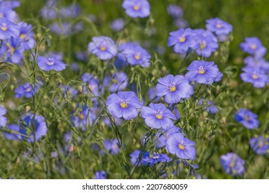 Blue Common Flax Flowers In A Garden At Summer