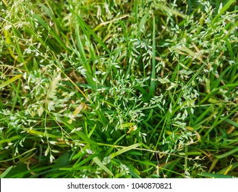 Blue, Common Or Smooth Meadow Grass, Poa Pratensis, Growing On Meadows Of Galicia, Spain