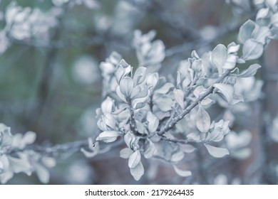 Blue Cool Tone Tiny Beautiful Romantic Wedding Lovely Branch With Leaves On Blur Background Macro Wallpaper