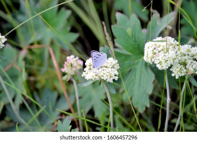 A blue copper butterfly on spring flowers.