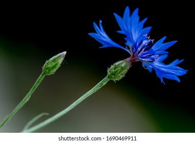 
A blue cornflower against a soft  bokeh background.