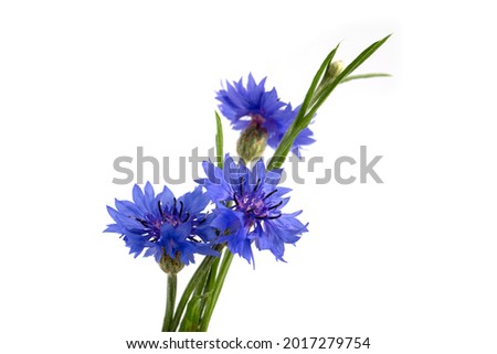 Blue cornflower (Centaurea cyanus) on a white background. Poster.