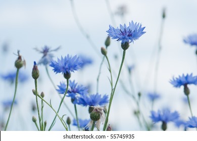 blue cornflower field close up