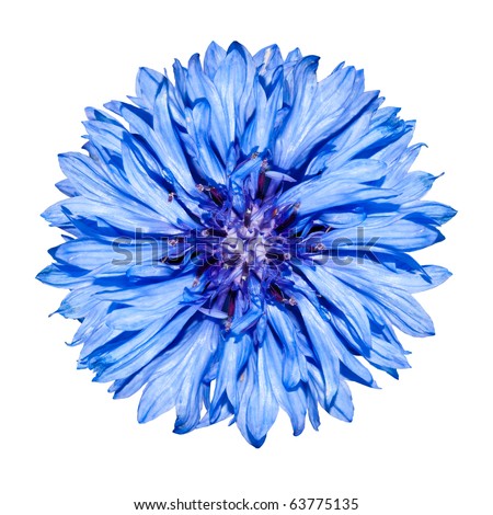 Blue Cornflower  Flower head - Blue Centaurea cyanus Isolated on White Background