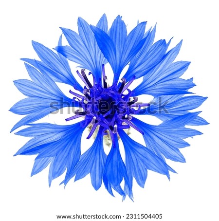 Blue cornflower flower isolated on a white background, macro. Blue cornflower herb or bachelor button flower.