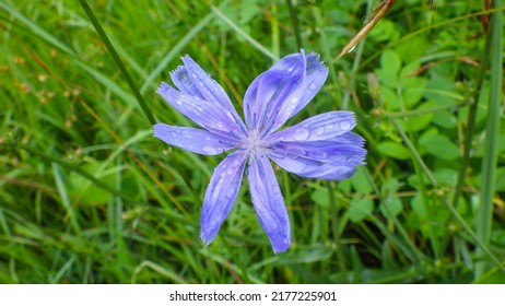 Blue cornflower, flower in the meadow
